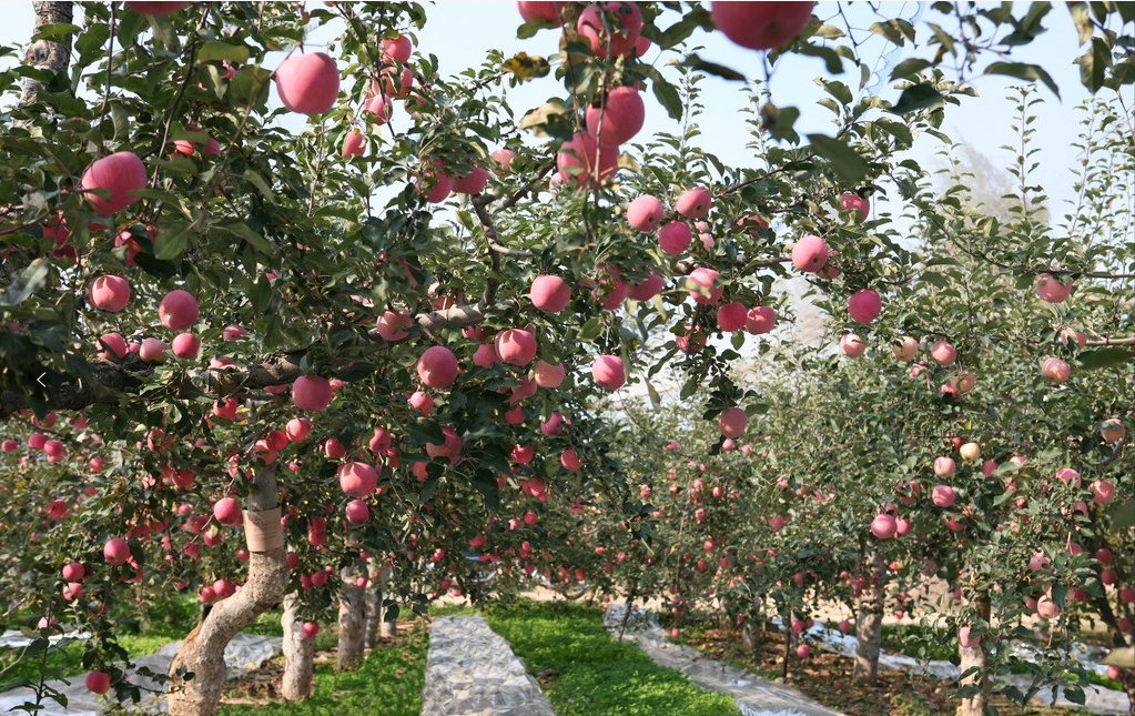 6北京正通盛源公司果园 6北京正通盛源公司果园